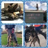 Belgian malanois puppies Malinois for sale/adoption