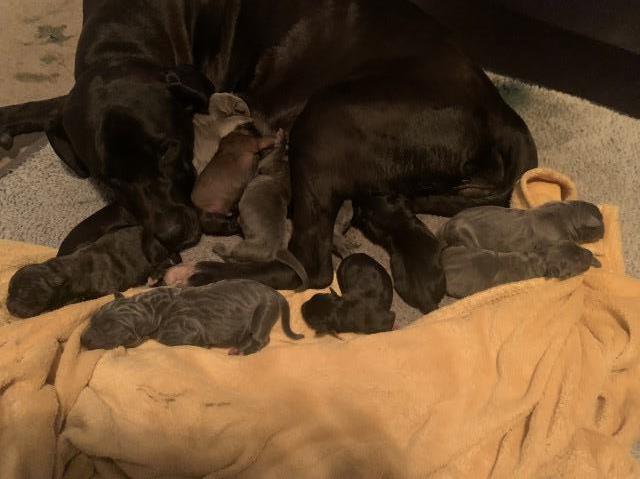 Cane Corso puppy for sale + 37488