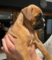 Stunning Red & Black Mask KC Boxer Puppies Ready. Boxer for sale/adoption