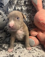 American bulldogs   puppies for sale American Bulldog for sale/adoption