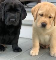 Cute Pair Of Labrador Puppies Labrador Retriever for sale/adoption