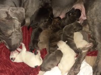 American Bulldog thumbnail