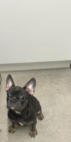 French Bulldog puppy for sale + 37557