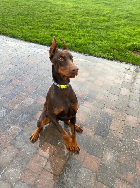 Beautifull Doberman male 10 months old