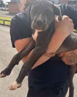 Cane corso puppy Cane Corso for sale/adoption