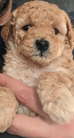 Toy poodle puppies