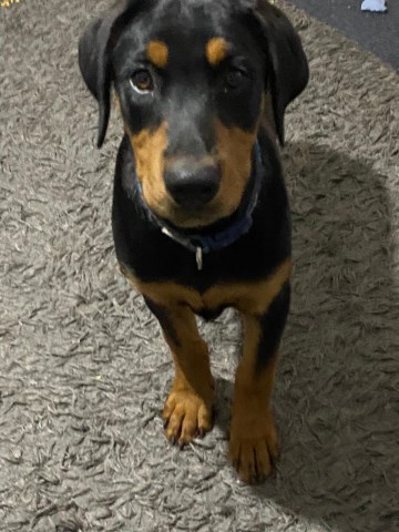 Doberman Pinscher puppy for sale + 37407