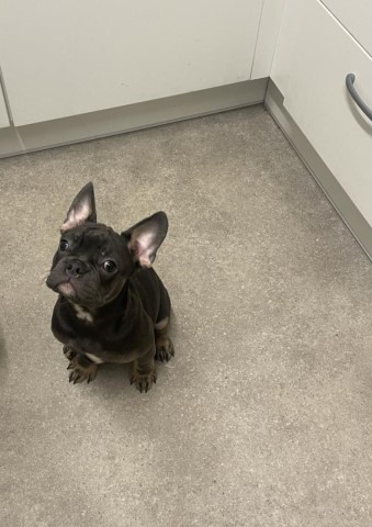 Beautiful French bulldog male