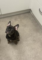 Beautiful French bulldog male French Bulldog for sale/adoption