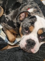10 month old, old thyme bulldog English Bulldog for sale/adoption