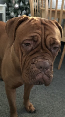 Dog De Bordeaux