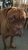 Dog De Bordeaux Dogue De Bordeaux for sale/adoption