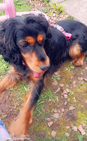 Ruby 15 month cockerspaniel