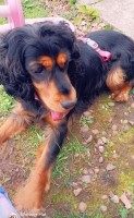Ruby 15 month cockerspaniel English Cocker Spaniel for sale/adoption