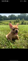 French bulldogs French Bulldog for sale/adoption