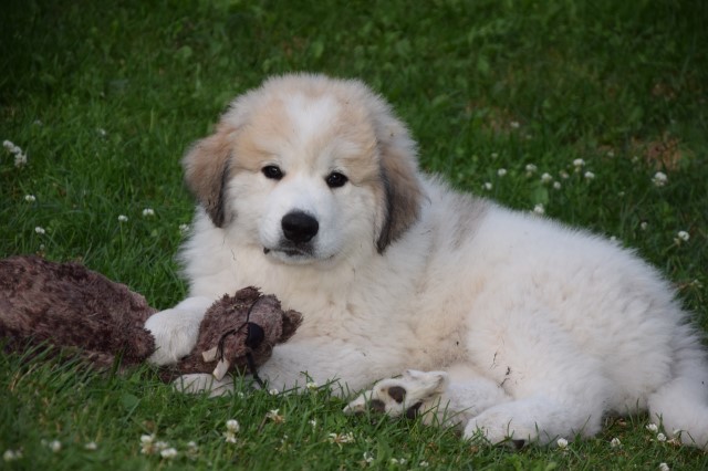 Pyrenean Mouintain Dog puppies