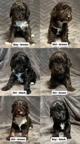 F2 Cockapoo Puppies - ready now