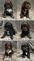 F2 Cockapoo Puppies - ready now Cockapoo for sale/adoption