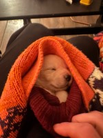 Top quality puppies Labrador Retriever for sale/adoption