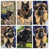 German Shepherd puppies 9 weeks old ready to go German Shepherd Dog for sale/adoption