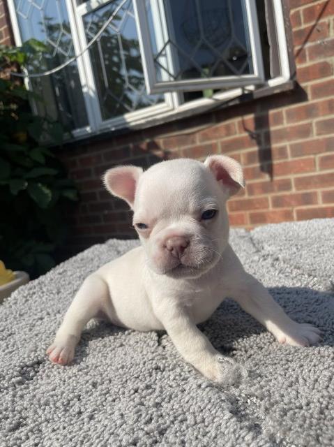 French Bulldog puppy for sale + 37417