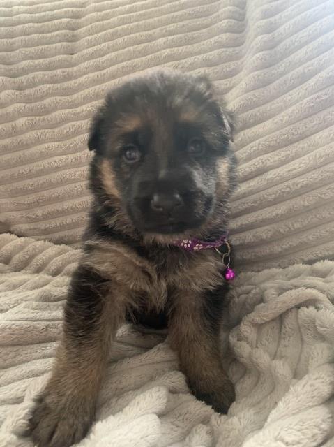 German Shepherd Dog puppy for sale + 37385