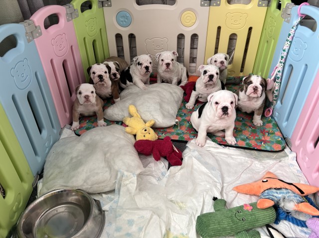 Beautiful kc registered English bulldog puppies