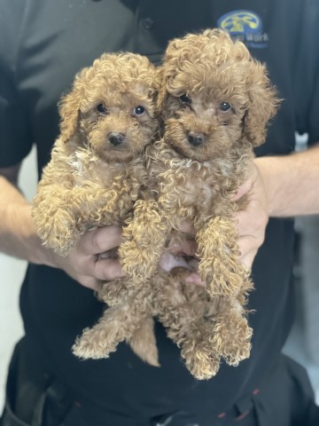 Apricot toy poodles