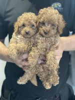 Apricot toy poodles Poodle Toy for sale/adoption