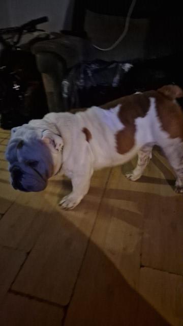 Red and white male bull dog.