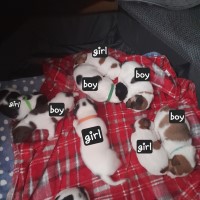 Jack russel puppys Jack Russell Terrier for sale/adoption