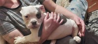 English Bulldog thumbnail