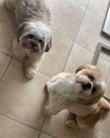 Full Pedigree Lhasa Apso puppies due in under 2 weeks! Lhasa Apso for sale/adoption