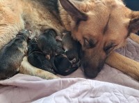 German Shepherd Dog thumbnail