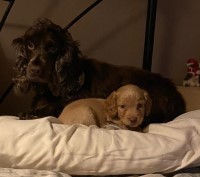 Beautiful Cockerpoos! Cockapoo for sale/adoption