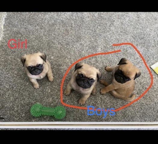 Pug/Puggle puppies