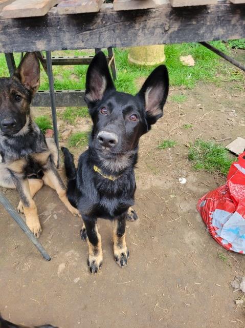 German Shepherd Dog puppy for sale + 37404