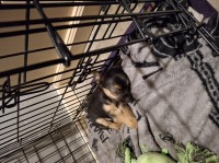 Chihuahua puppies Chihuahua for sale/adoption