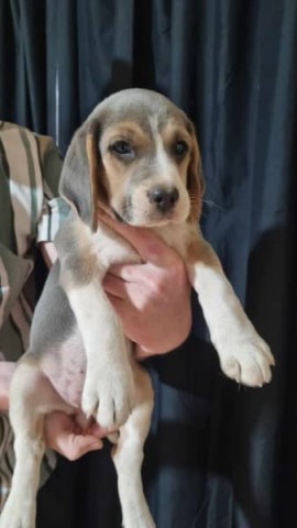 Beagle puppy for sale + 37524