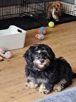 Dachshund/bichon/ShihTzu Shih Poo for sale/adoption