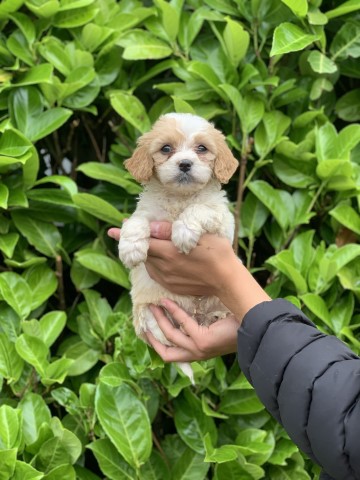 Cavachon puppies for sale