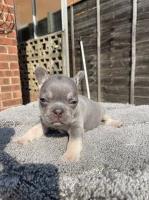 Outstanding Kc reg Frenchbull dogs French Bulldog for sale/adoption