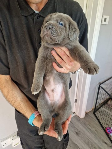 Cane corso pups