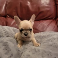 french bull dog puppies ready to leave now French Bulldog for sale/adoption