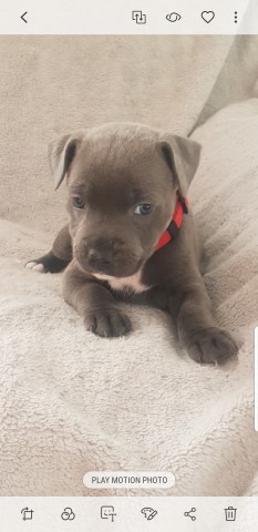 6 Gorgeous Staffy pups KC registered