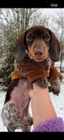 Minature daschund dapple male Dachshund for sale/adoption