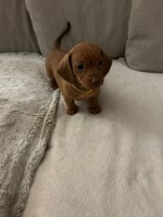 Bellas Dachshund babes Dachshund for sale/adoption