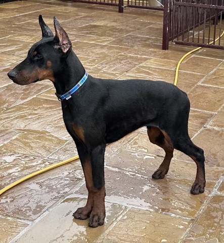 Top Quality Imported Dobermanns