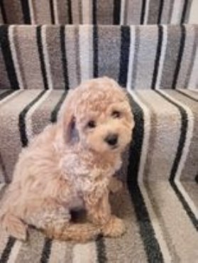 Lhasa Apso puppy for sale + 37369