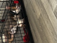 Olde English bulldogge English Bulldog for sale/adoption